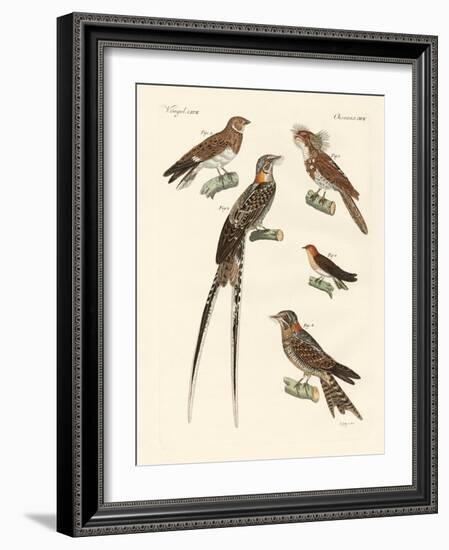 Swallow-Like Birds-null-Framed Giclee Print