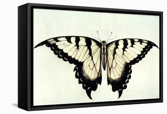 Swallow-Tail Butterfly-John White-Framed Premier Image Canvas