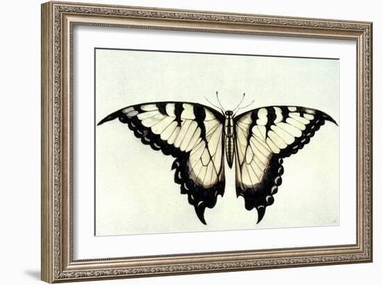 Swallow-Tail Butterfly-John White-Framed Giclee Print