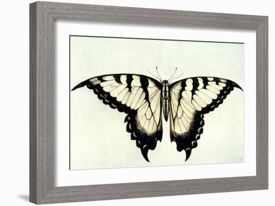 Swallow-Tail Butterfly-John White-Framed Giclee Print