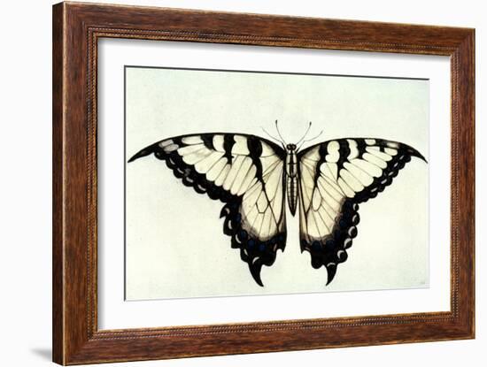 Swallow-Tail Butterfly-John White-Framed Giclee Print