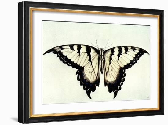 Swallow-Tail Butterfly-John White-Framed Giclee Print