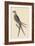 Swallow Tail Hawk-Mark Catesby-Framed Art Print