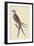 Swallow Tail Hawk-Mark Catesby-Framed Art Print