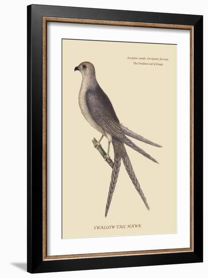 Swallow Tail Hawk-Mark Catesby-Framed Art Print