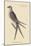 Swallow Tail Hawk-Mark Catesby-Mounted Art Print