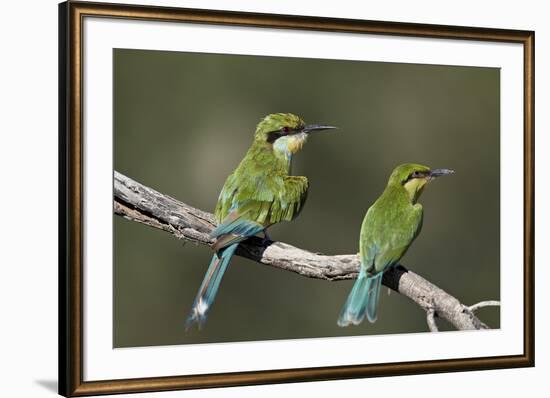 Swallow-tailed bee-eater (Merops hirundineus) adult and juvenile, Kgalagadi Transfrontier Park, Sou-James Hager-Framed Photographic Print