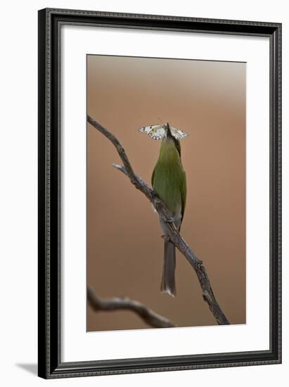 Swallow-Tailed Bee-Eater (Merops Hirundineus)-James Hager-Framed Photographic Print