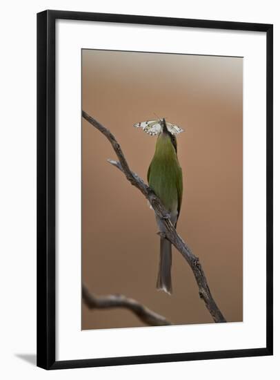 Swallow-Tailed Bee-Eater (Merops Hirundineus)-James Hager-Framed Photographic Print