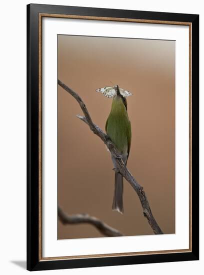 Swallow-Tailed Bee-Eater (Merops Hirundineus)-James Hager-Framed Photographic Print