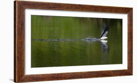 Swallow-tailed coming down to drink, Lake Woodruff National Wildlife Refuge, Florida, USA-Maresa Pryor-Framed Photographic Print