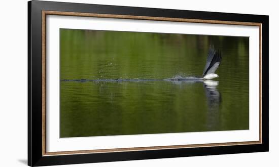 Swallow-tailed coming down to drink, Lake Woodruff National Wildlife Refuge, Florida, USA-Maresa Pryor-Framed Photographic Print