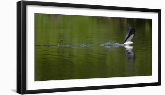 Swallow-tailed coming down to drink, Lake Woodruff National Wildlife Refuge, Florida, USA-Maresa Pryor-Framed Photographic Print