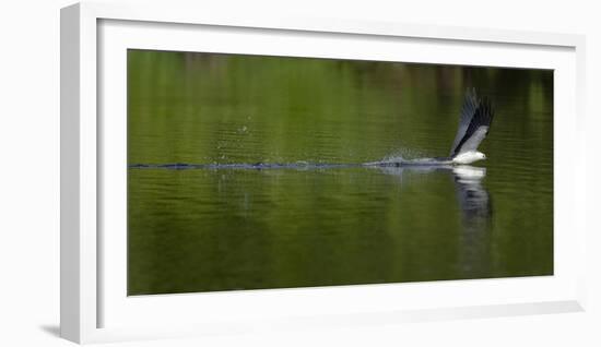 Swallow-tailed coming down to drink, Lake Woodruff National Wildlife Refuge, Florida, USA-Maresa Pryor-Framed Photographic Print