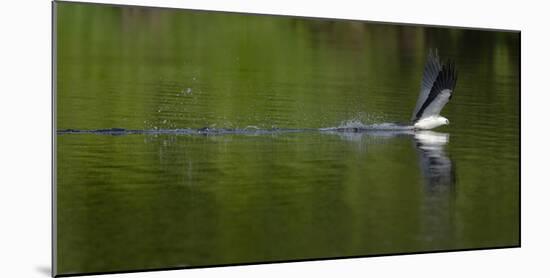 Swallow-tailed coming down to drink, Lake Woodruff National Wildlife Refuge, Florida, USA-Maresa Pryor-Mounted Photographic Print