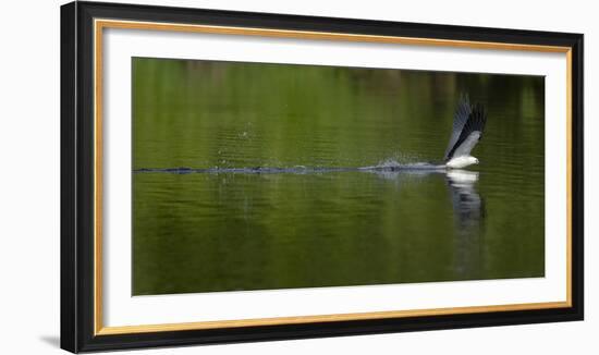 Swallow-tailed coming down to drink, Lake Woodruff National Wildlife Refuge, Florida, USA-Maresa Pryor-Framed Photographic Print