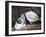 Swallow Tailed Gull (Creagrus Furcatus), Isla Genovesa, Galapagos Islands, Ecuador-Christian Kober-Framed Photographic Print