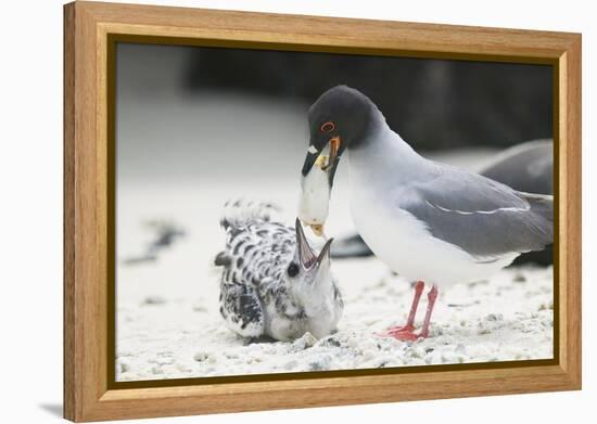 Swallow-Tailed Gull Feeding Chick Squid-DLILLC-Framed Premier Image Canvas