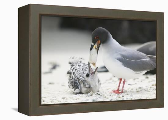Swallow-Tailed Gull Feeding Chick Squid-DLILLC-Framed Premier Image Canvas
