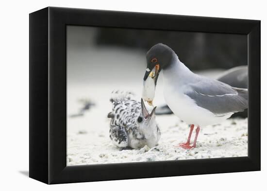 Swallow-Tailed Gull Feeding Chick Squid-DLILLC-Framed Premier Image Canvas