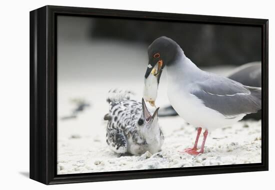 Swallow-Tailed Gull Feeding Chick Squid-DLILLC-Framed Premier Image Canvas