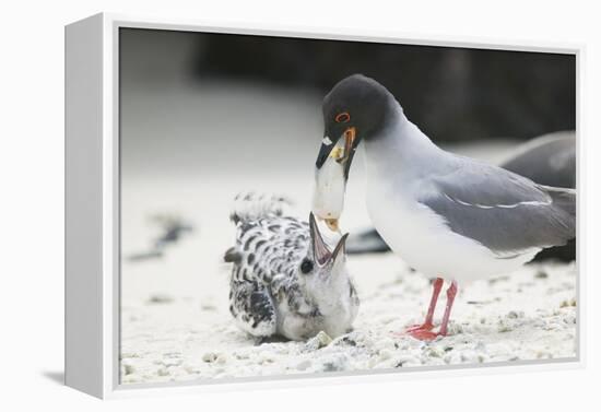 Swallow-Tailed Gull Feeding Chick Squid-DLILLC-Framed Premier Image Canvas