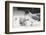 Swallow-Tailed Gull Feeding Chick Squid-DLILLC-Framed Photographic Print