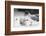 Swallow-Tailed Gull Feeding Chick Squid-DLILLC-Framed Photographic Print