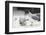 Swallow-Tailed Gull Feeding Chick Squid-DLILLC-Framed Photographic Print