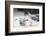 Swallow-Tailed Gull Feeding Chick Squid-DLILLC-Framed Photographic Print