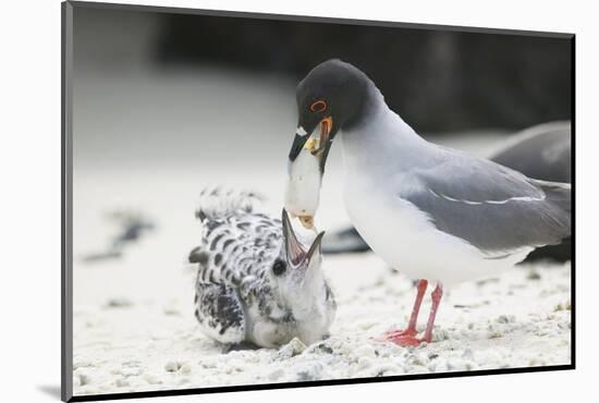 Swallow-Tailed Gull Feeding Chick Squid-DLILLC-Mounted Photographic Print