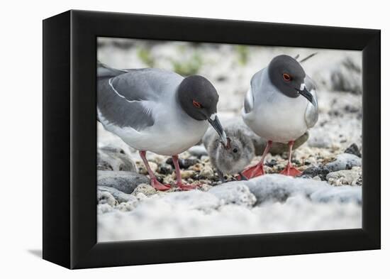 Swallow-tailed gull, pair guarding small chick, Galapagos-Tui De Roy-Framed Premier Image Canvas