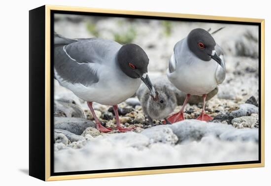 Swallow-tailed gull, pair guarding small chick, Galapagos-Tui De Roy-Framed Premier Image Canvas