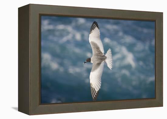 Swallow-Tailed Gull-DLILLC-Framed Premier Image Canvas