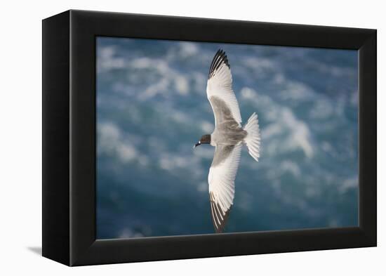 Swallow-Tailed Gull-DLILLC-Framed Premier Image Canvas