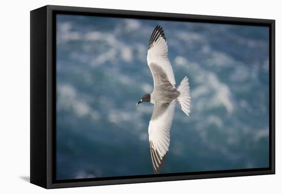 Swallow-Tailed Gull-DLILLC-Framed Premier Image Canvas