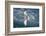 Swallow-Tailed Gull-DLILLC-Framed Photographic Print