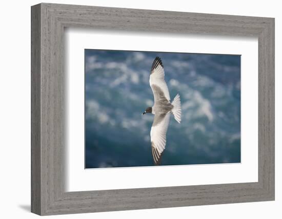 Swallow-Tailed Gull-DLILLC-Framed Photographic Print
