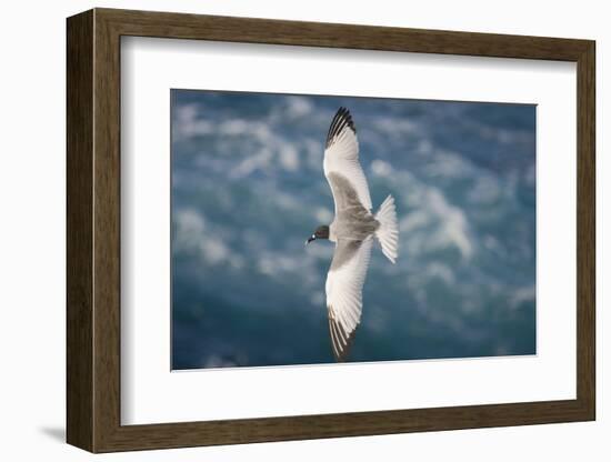 Swallow-Tailed Gull-DLILLC-Framed Photographic Print