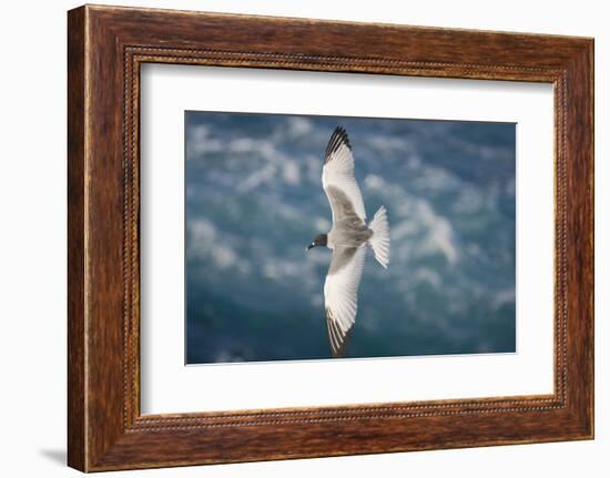 Swallow-Tailed Gull-DLILLC-Framed Photographic Print