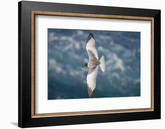 Swallow-Tailed Gull-DLILLC-Framed Photographic Print