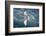 Swallow-Tailed Gull-DLILLC-Framed Photographic Print