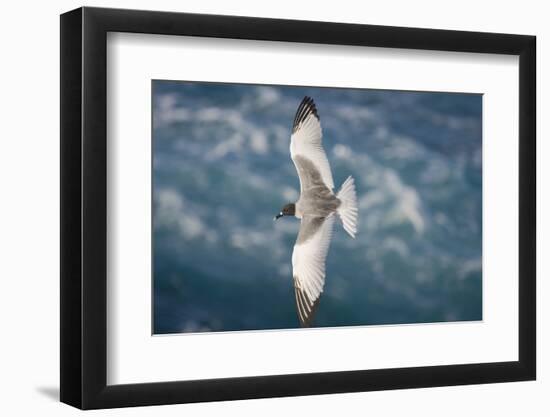 Swallow-Tailed Gull-DLILLC-Framed Photographic Print