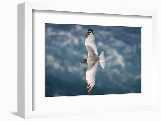 Swallow-Tailed Gull-DLILLC-Framed Photographic Print