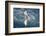 Swallow-Tailed Gull-DLILLC-Framed Photographic Print