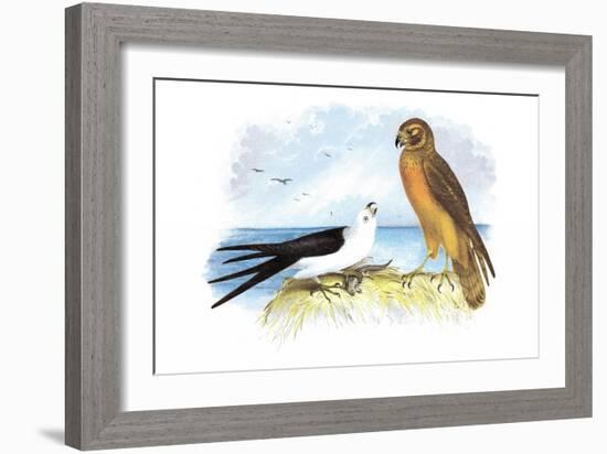 Swallow-Tailed Kite and Marsh Hawk-Theodore Jasper-Framed Art Print