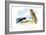 Swallow-Tailed Kite and Marsh Hawk-Theodore Jasper-Framed Art Print