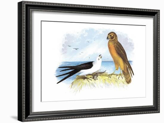 Swallow-Tailed Kite and Marsh Hawk-Theodore Jasper-Framed Art Print