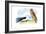 Swallow-Tailed Kite and Marsh Hawk-Theodore Jasper-Framed Art Print