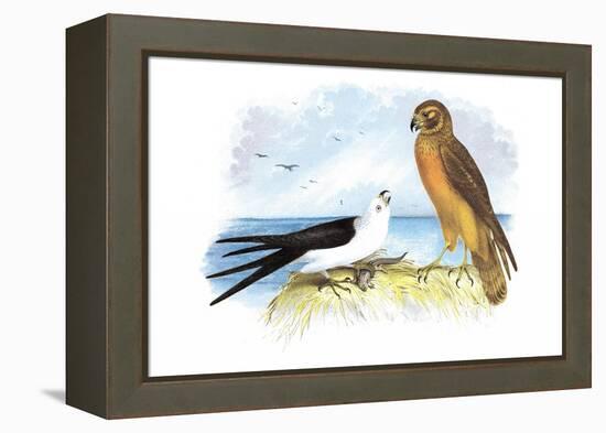 Swallow-Tailed Kite and Marsh Hawk-Theodore Jasper-Framed Stretched Canvas